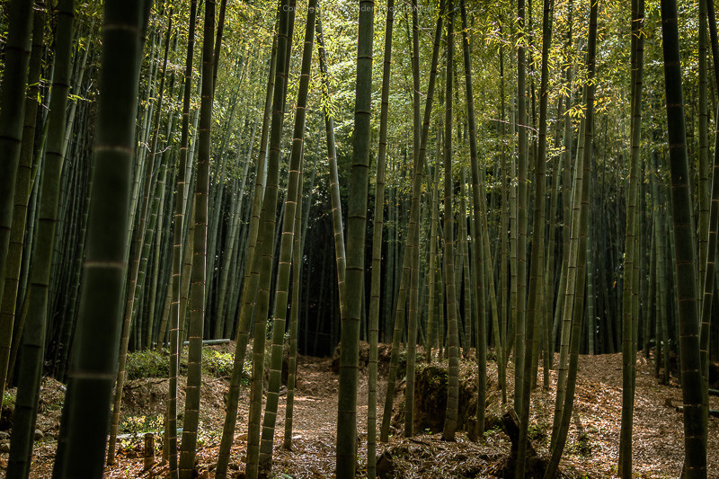 Parler japonais, rêve ou projet est illustré par cette photo d'une forêt de bambous où les nuances de vert, de jaune et d'orange se mêlent et donnent une atmosphère comme dans un rêve.