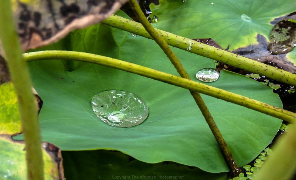 Les bases pour apprendre à compter en japonais comme par exemple les gouttes d'eau sur cette photo.